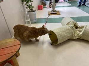 猫ちゃんトンネル