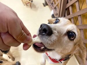 ご褒美のおやつを食べる犬ちゃん。