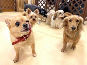 みんなでペットホテルを探検中の犬ちゃん達。