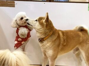 お友達にご挨拶をしている犬ちゃん。