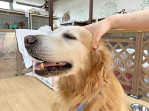 気持ちよさそうにマッサージをしてもらっている犬ちゃん。