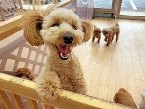 柵の向こうが気になる犬ちゃん。