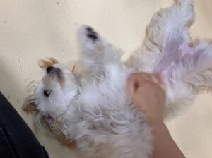 ペットホテルスタッフに撫でられる犬ちゃん