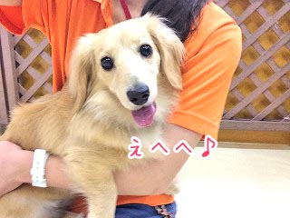 抱っこ嬉しいワン