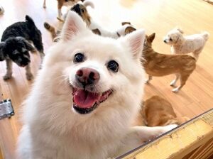 おやつをおねだりしている犬ちゃん。