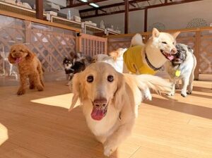 ペットホテルを探検中の犬ちゃん。