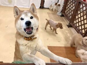 ペットホテルのスタッフさんにご挨拶する犬ちゃん。