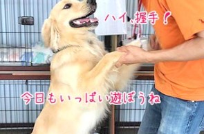 犬ちゃんと握手