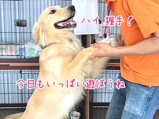 犬ちゃんと握手