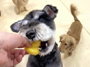 おもちゃに夢中の犬ちゃん。