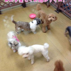 ペットホテル　プレイルーム2