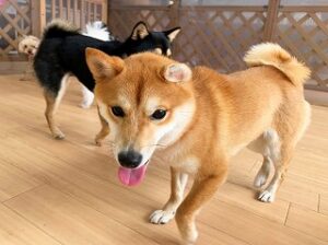 のんびりお散歩中の犬ちゃん。