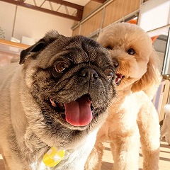 日向ぼっこをする犬ちゃん。