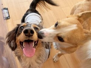 お友達にご挨拶する犬ちゃん。