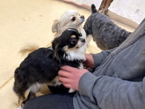 ペットホテルのスタッフさんにかまってアピールをする犬ちゃん達。