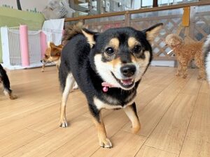 ペットホテルでお散歩中の犬ちゃん。