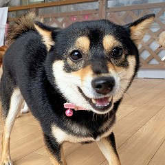 ペットホテルでお散歩中の犬ちゃん。