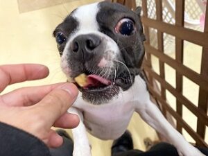 おやつを食べている犬ちゃん。