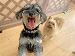 ペットホテルでお友達とかけっこをしている犬ちゃん。