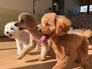 みんなでダッシュする犬ちゃん達。