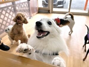 ペットホテルのスタッフさんと一緒に遊びたい犬ちゃん。