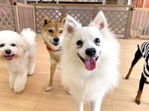 みんなでペットホテルをお散歩中の犬ちゃん。