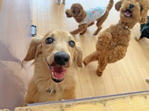 ペットホテルのスタッフさんと一緒に遊びたい犬ちゃん。