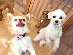 ペットホテルで新しいお友達が出来た犬ちゃん。