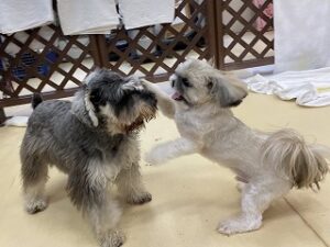 犬ちゃん大はしゃぎ