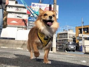 外散歩中の犬ちゃん。