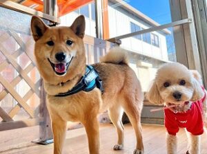 ペットホテルで新しいお友達が出来た犬ちゃん。