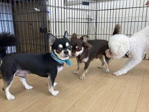 チワワのお友達