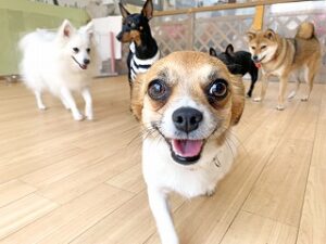 ペットホテルで元気に走り回る犬ちゃん。