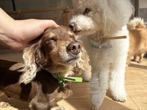 ペットホテルでのんびりくつろぐ犬ちゃん。