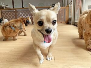 ペットホテルのスタッフさんに突進する犬ちゃん。