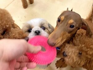 おもちゃの取り合いをしている犬ちゃん達。