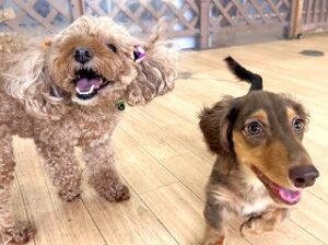 ペットホテルで競争をする犬ちゃん。