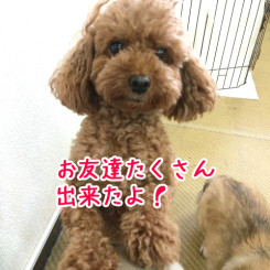 友達たくさん出来たよ！