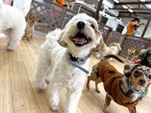 ペットホテルでのんびりくつろぐ犬ちゃん。