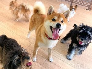 たくさんのお友達に囲まれて嬉しそうな犬ちゃん。