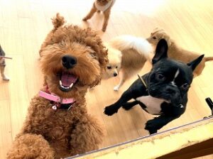 ペットホテルのスタッフさんと一緒に遊びたい犬ちゃん。