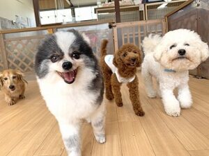 お友達と一緒にペットホテルでかけっこをしている犬ちゃん達。