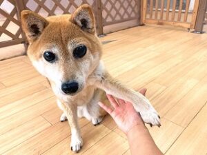 お手の練習をする犬ちゃん。