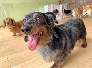 ペットホテルでのんびりお散歩をしている犬ちゃん。