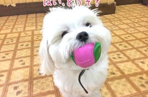 おもちゃをくわえる犬