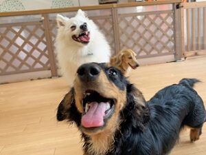 ペットホテルで新しいお友達が出来た犬ちゃん。