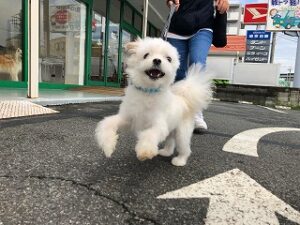 お散歩が大好きな犬ちゃん。