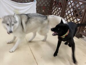 じゃれあう犬ちゃん