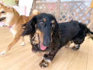 元気にお散歩をする犬ちゃん。