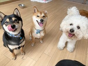 仲良くお座りしている犬ちゃん達。